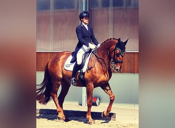 Bavarian Warmblood, Gelding, 16 years, 17 hh, Chestnut-Red