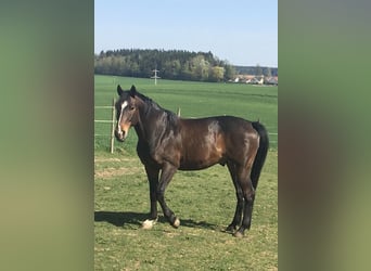 Bavarian Warmblood, Gelding, 17 years, 15.3 hh, Brown