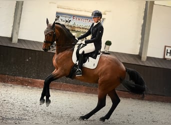Bavarian Warmblood, Gelding, 17 years, 16.2 hh, Bay-Dark