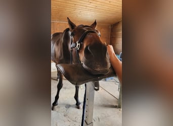 Bavarian Warmblood, Gelding, 17 years, 16,3 hh, Bay-Dark