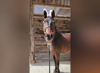 Bavarian Warmblood, Gelding, 17 years, 16,3 hh, Bay-Dark