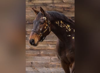 Bavarian Warmblood, Gelding, 17 years, 16,3 hh, Bay-Dark