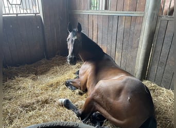 Bavarian Warmblood, Gelding, 17 years, 16 hh, Brown