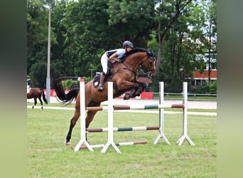 Bavarian Warmblood, Gelding, 17 years, 17,1 hh