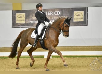 Bavarian Warmblood, Gelding, 17 years, 17 hh, Chestnut-Red