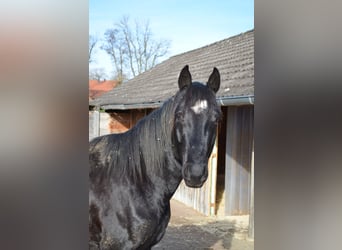 Bavarian Warmblood, Gelding, 18 years, 15,3 hh