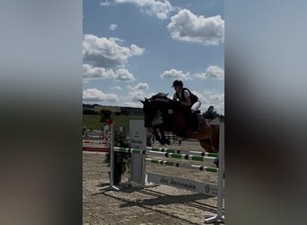 Bavarian Warmblood, Gelding, 18 years, 16.1 hh, Brown