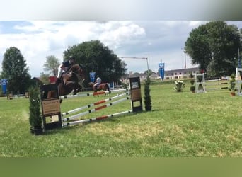 Bavarian Warmblood, Gelding, 18 years, 16 hh, Brown