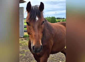 Bavarian Warmblood, Gelding, 18 years, 16 hh, Brown