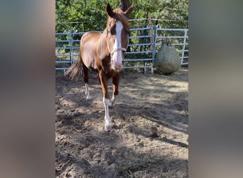 Bavarian Warmblood, Gelding, 18 years, Chestnut-Red