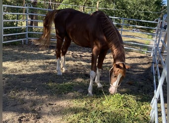 Bavarian Warmblood, Gelding, 18 years, Chestnut-Red
