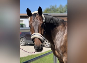 Bavarian Warmblood, Gelding, 19 years, 16 hh, Bay-Dark