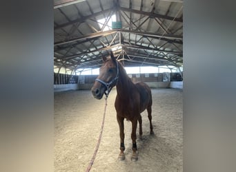 Bavarian Warmblood, Gelding, 19 years, 17 hh, Chestnut-Red