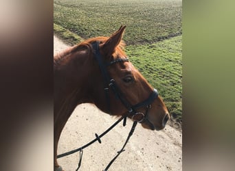 Bavarian Warmblood, Gelding, 19 years, 17 hh, Chestnut-Red