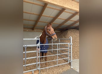 Bavarian Warmblood, Gelding, 19 years, 17 hh, Chestnut-Red