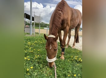 Bavarian Warmblood, Gelding, 19 years, 17 hh, Chestnut-Red