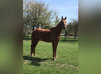 Bavarian Warmblood, Gelding, 19 years, 17 hh, Chestnut-Red