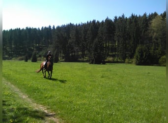 Bavarian Warmblood, Gelding, 19 years, 17 hh, Chestnut-Red