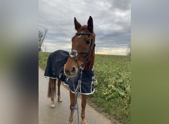 Bavarian Warmblood, Gelding, 19 years, 17 hh, Chestnut-Red