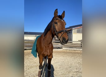 Bavarian Warmblood, Gelding, 20 years, Brown