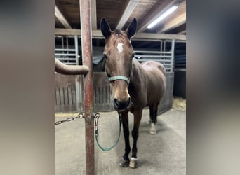 Bavarian Warmblood, Gelding, 21 years, 16.3 hh, Brown