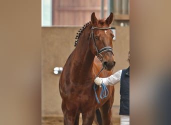 Bavarian Warmblood, Gelding, 21 years, Chestnut-Red