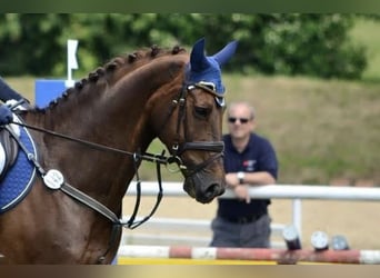 Bavarian Warmblood, Gelding, 21 years, Chestnut-Red