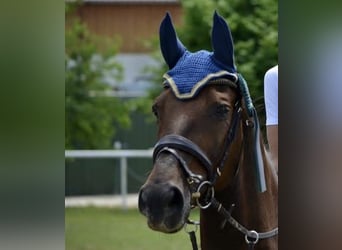 Bavarian Warmblood, Gelding, 21 years, Chestnut-Red