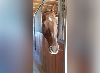 Bavarian Warmblood, Gelding, 22 years, 16,1 hh, Chestnut