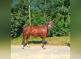 Bayerisches Warmblut, Wallach, 23 Jahre, 16 hh, Brauner