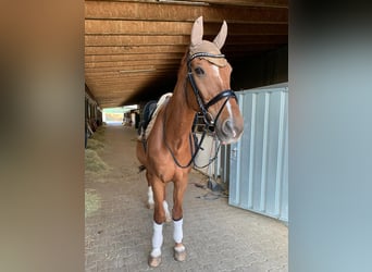 Bavarian Warmblood, Gelding, 24 years, Chestnut-Red