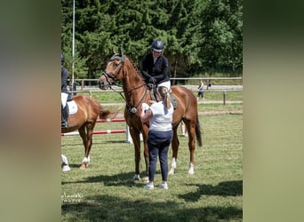 Bavarian Warmblood, Gelding, 24 years, Chestnut-Red