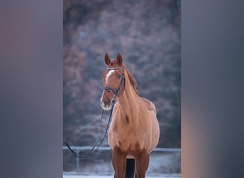 Bavarian Warmblood, Gelding, 24 years, Chestnut-Red