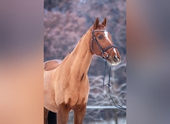 Bavarian Warmblood, Gelding, 24 years, Chestnut-Red