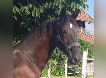 Bavarian Warmblood, Gelding, 2 years, 16 hh