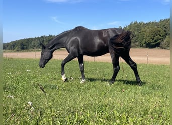 Bavarian Warmblood, Gelding, 2 years, 16,1 hh, Smoky-Black