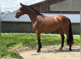 Bavarian Warmblood, Gelding, 3 years, 16.2 hh, Brown