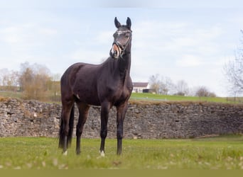 Bavarian Warmblood, Gelding, 3 years, 16 hh, Brown