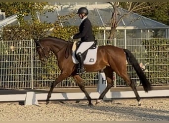 Bavarian Warmblood, Gelding, 4 years, 15,3 hh