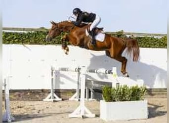 Bavarian Warmblood, Gelding, 4 years, 16,2 hh, Chestnut-Red