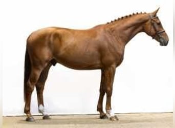 Bavarian Warmblood, Gelding, 4 years, 16,2 hh, Chestnut-Red