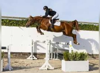 Bavarian Warmblood, Gelding, 4 years, 16,2 hh, Chestnut-Red