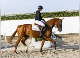 Bavarian Warmblood, Gelding, 4 years, 16,2 hh, Chestnut-Red