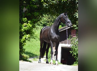 Bavarian Warmblood, Gelding, 4 years, 16.2 hh, Smoky-Black