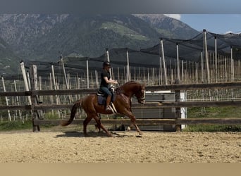 Bavarian Warmblood, Gelding, 4 years, 16 hh, Chestnut-Red