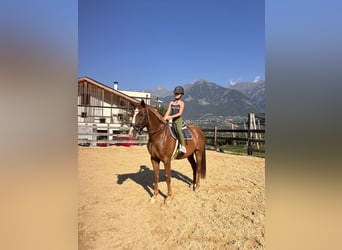Bavarian Warmblood, Gelding, 4 years, 16 hh, Chestnut-Red