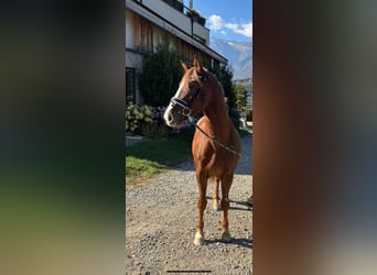 Bavarian Warmblood, Gelding, 4 years, 16 hh, Chestnut-Red