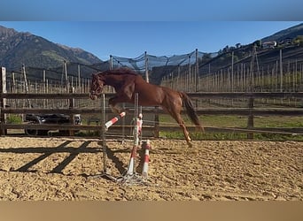 Bavarian Warmblood, Gelding, 4 years, 16 hh, Chestnut-Red