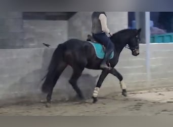 Bavarian Warmblood, Gelding, 4 years, 16 hh, Smoky-Black