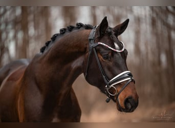 Bavarian Warmblood, Gelding, 4 years, 17 hh, Brown